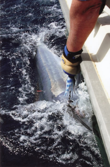 ANGLER: Fletcher Scott SPECIES: Black Marlin WEIGHT: Est. 100+ Kg. LURE: 10″ Stripey Ripper